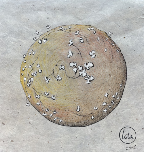 Haeckel’s Universe VI